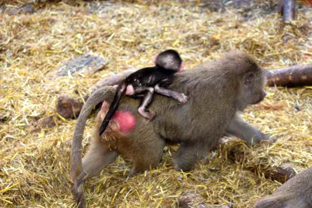 baby baboon