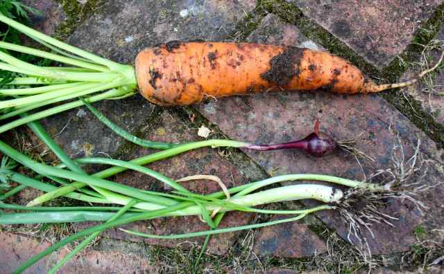 carrot and spr on muddy