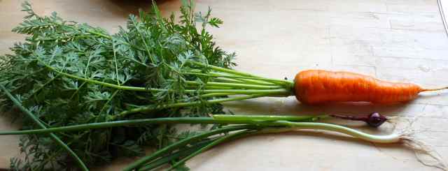 carrot with green top
