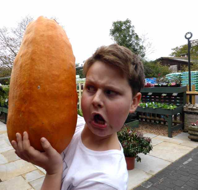 H with oblong pumpkin