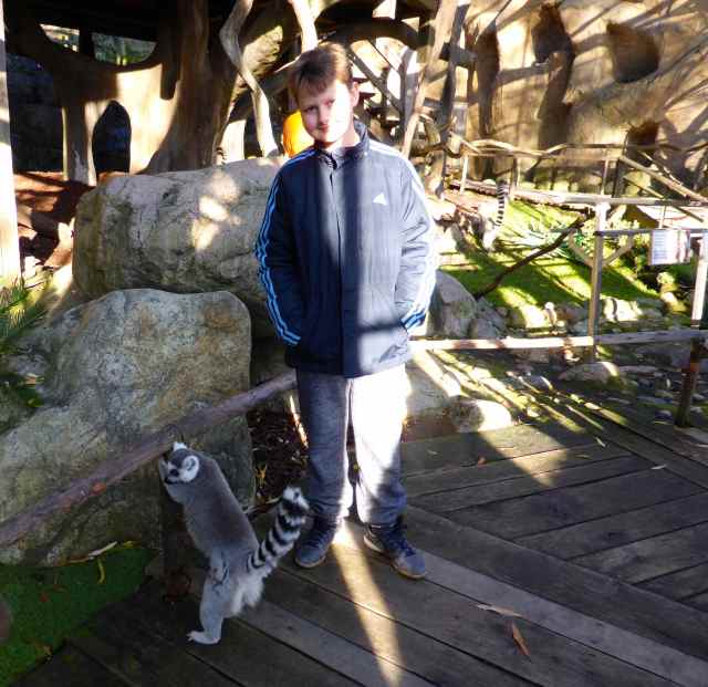 H with ring tailed Lemur