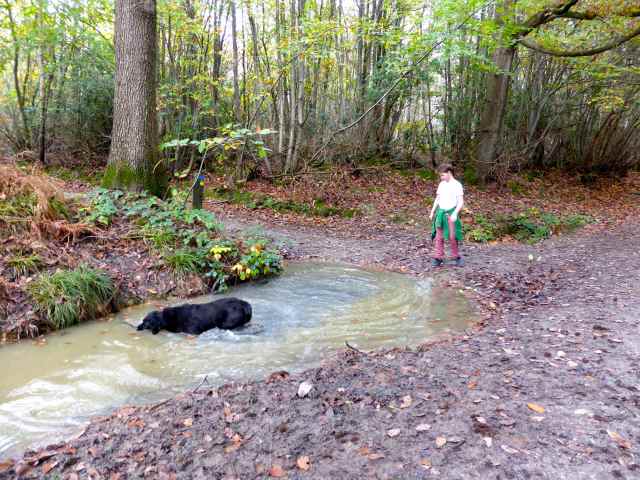 Milton retrieving sticks
