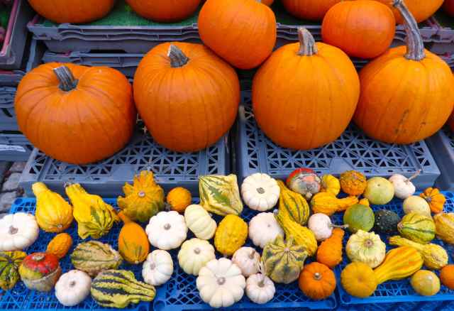pumpkins and gourds