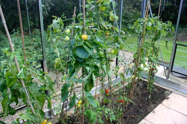 tomatoes in ghouse