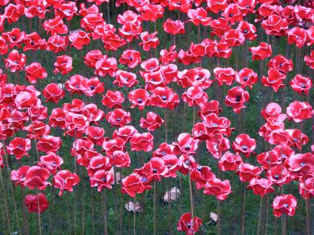poppies 10