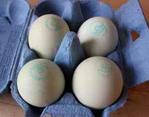 blue eggs