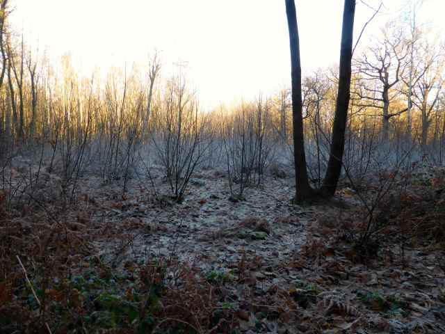 frosty walk 5