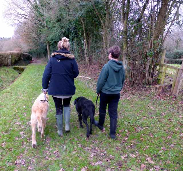 L and H on walk with dogs