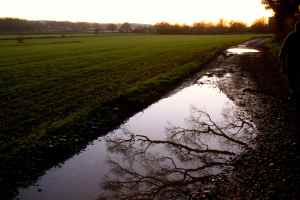 trees in puddle