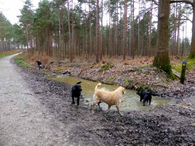 3 dogs and boy in water