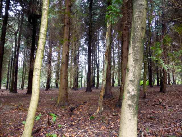 dark wood in Cranbrook