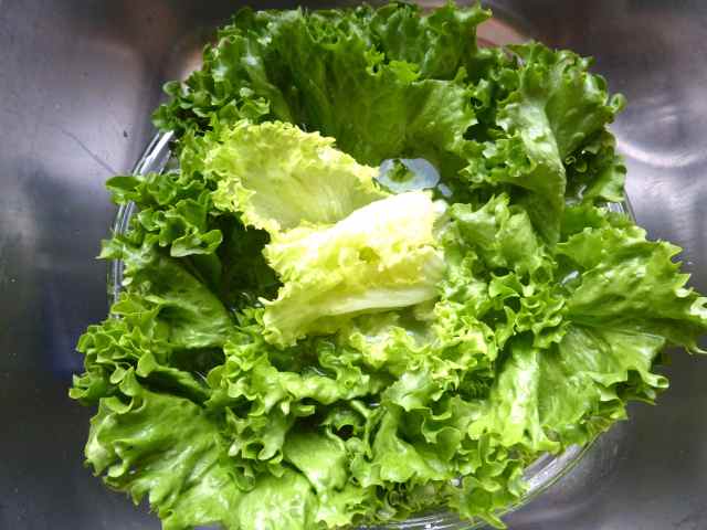 lettuce in sink