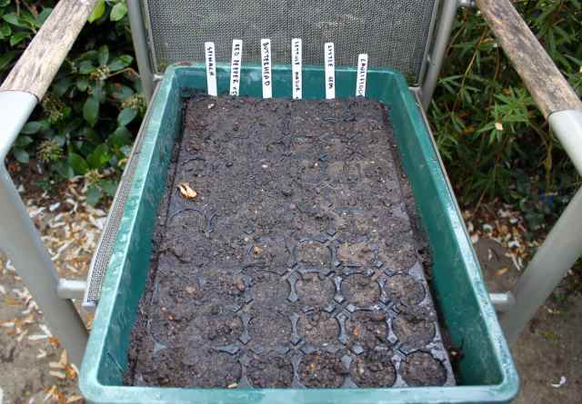 6 seeds sown