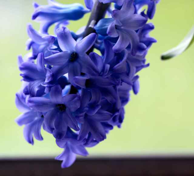 blue hyacinth 3-4-15