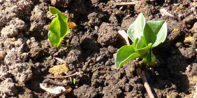 broad beans seedlings