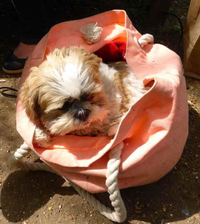Coco in beach bag