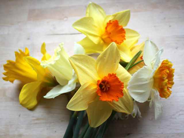 daffs on countertop