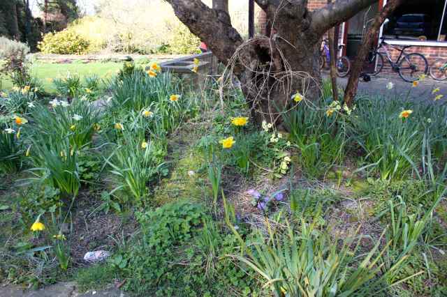 daffs under tree