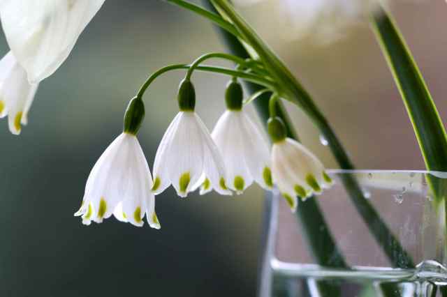 green and white flowers