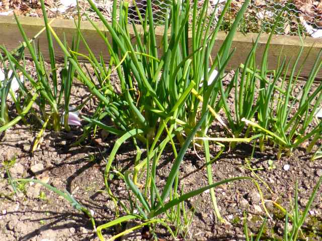 spring onions aprl 2015