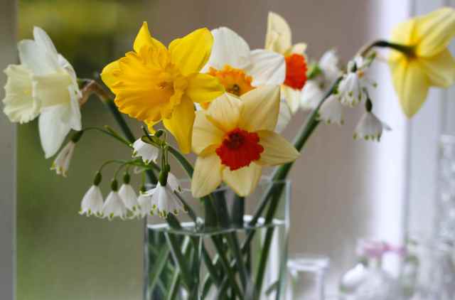 vase of daffs