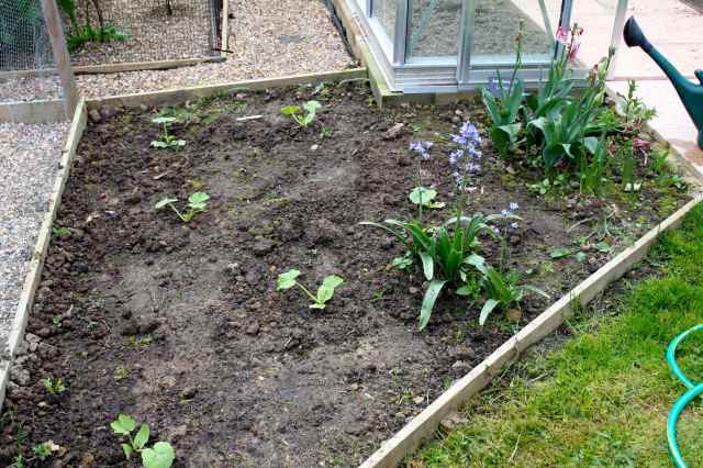 Courgette bed 2015