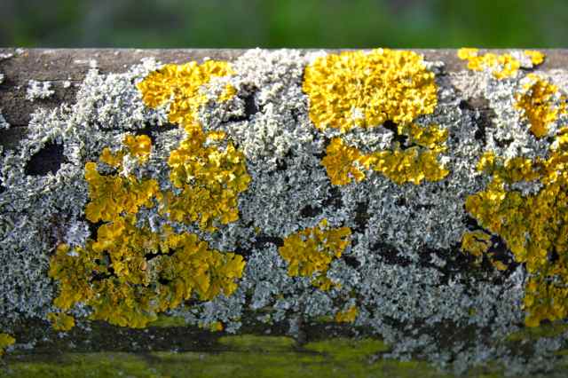 lichen