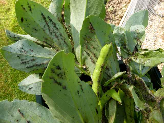 infested broad beans