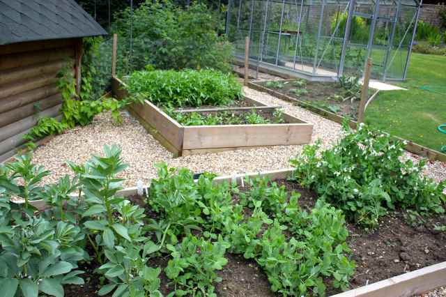 mange totu broad beans