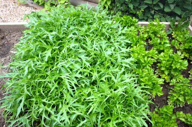 Mizuna celery
