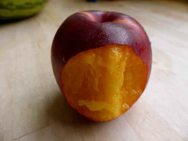 nectarine 27-6