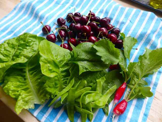 salad etc from garden