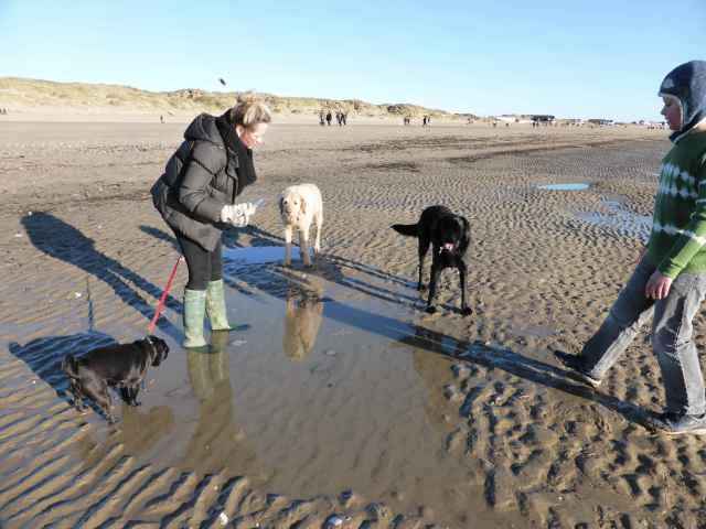 dogs at Camber