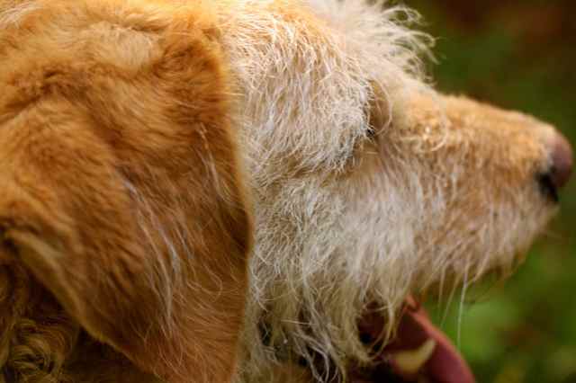 dylan close up with tongue
