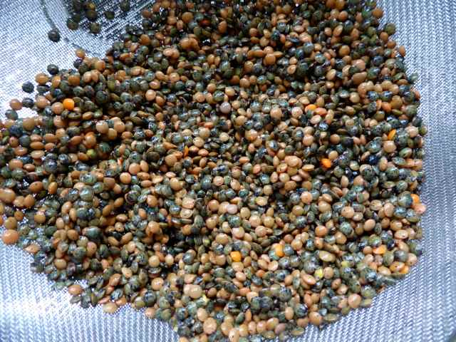 lentils in seive