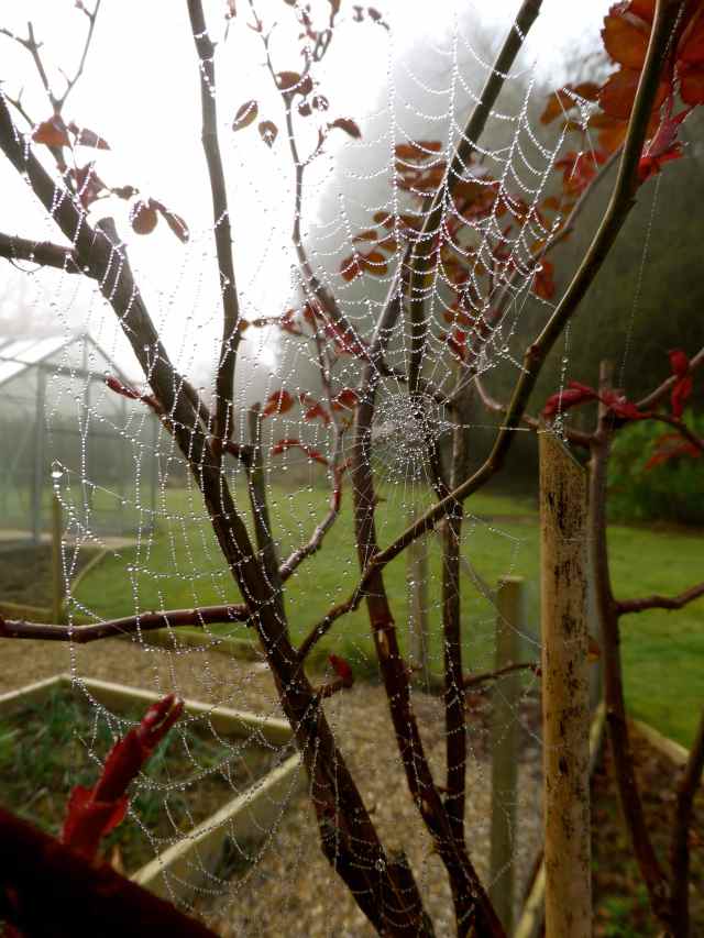 cobweb on rose buch