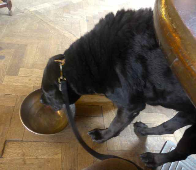 Milton in Belgian Bar drinking water