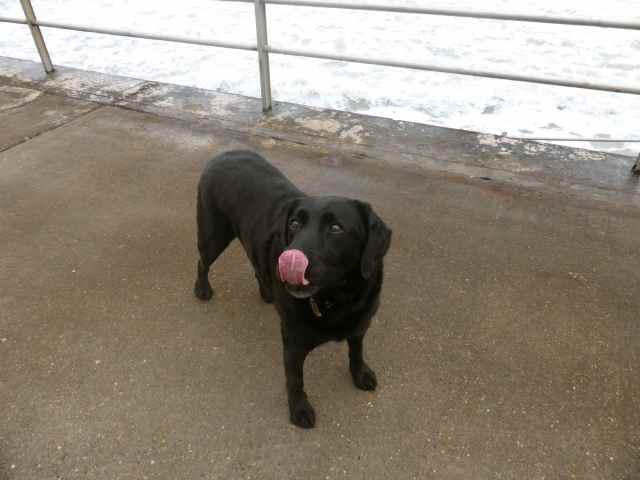 Milton with tongue out